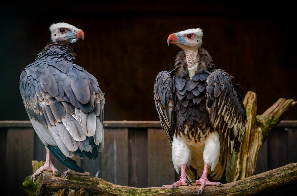 Birds Voltures Feathers Plumage - RonnyJacobs / Pixabay