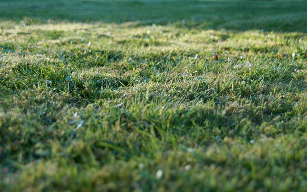 Grass Rush Green Garden Texture - Monsterkoi / Pixabay