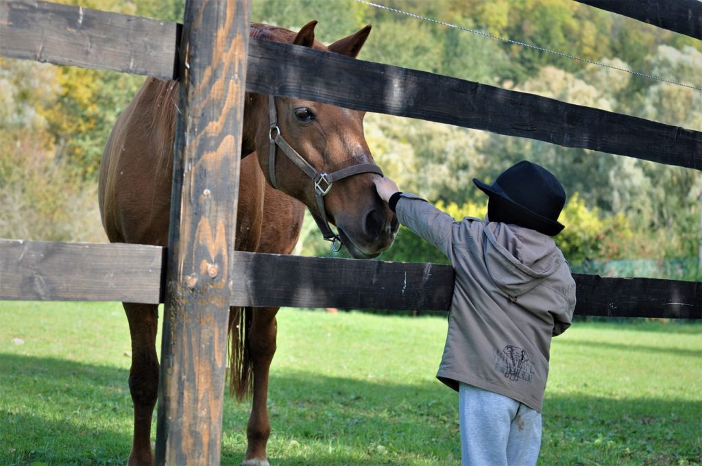 Horse Pony Child Mane Nature Foal - NadineDoerle / Pixabay