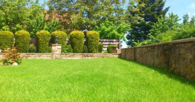 Meadow Garden Summer Front Yard  - spinheike / Pixabay