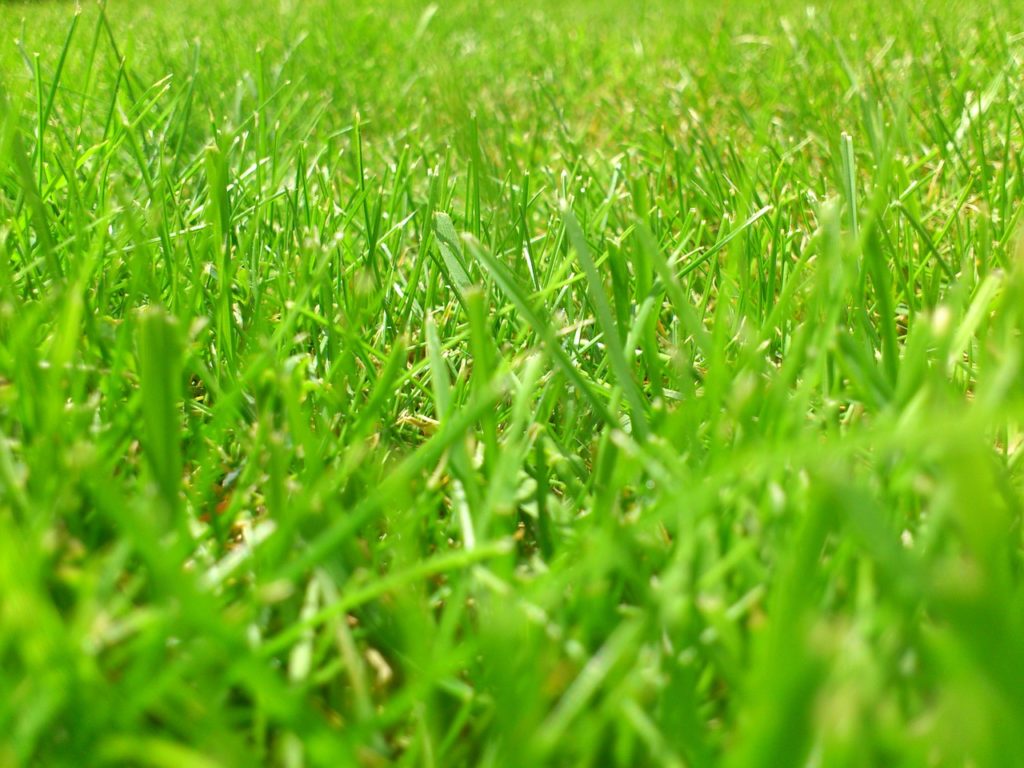 Meadow Rush Grass Green - spinheike / Pixabay