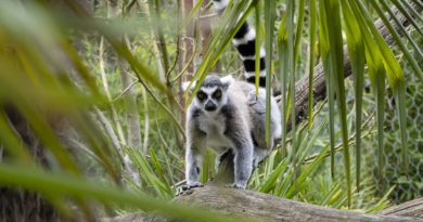 Meerkat Suricate Animal Nature Zoo  - smadore / Pixabay
