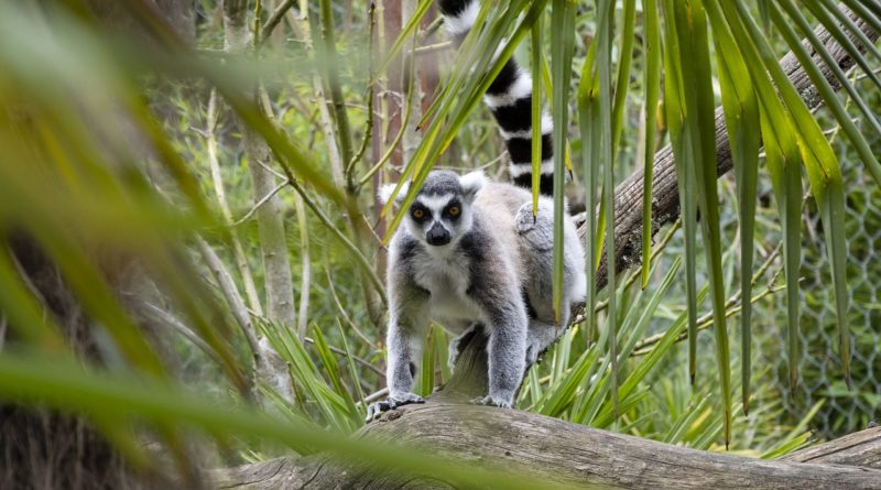 Meerkat Suricate Animal Nature Zoo  - smadore / Pixabay