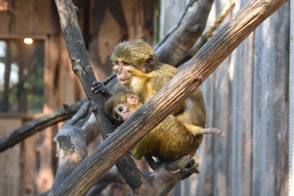 Monkeys Primates Apes Creature - Spaceshit_Captain / Pixabay
