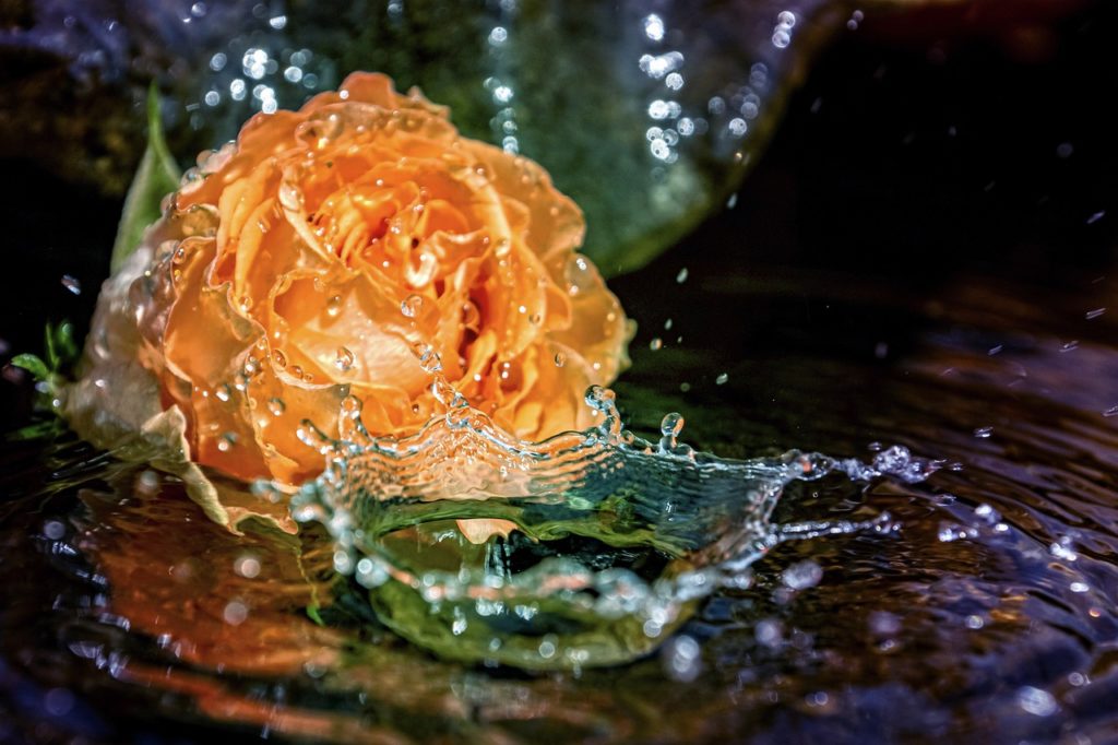 Rose Fountain Water Drip Drips  - suju / Pixabay
