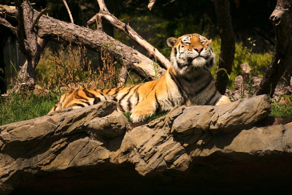 Tiger Feline Wild Cat Cat Sun Tan - arthurpalac / Pixabay