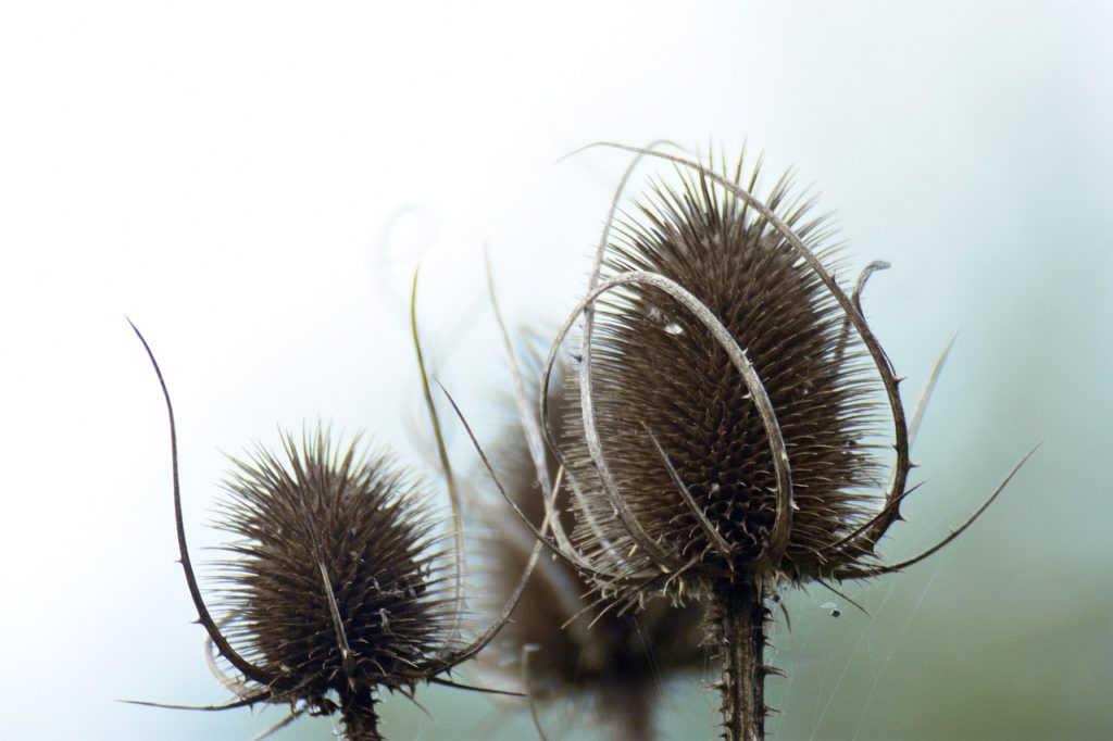 Autumn Seeds Nature Garden Flowers - artellliii72 / Pixabay