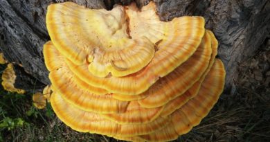 Baumschwamm Reishi  - tassilo111 / Pixabay