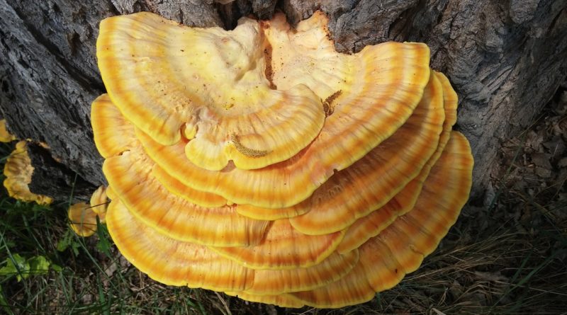 Baumschwamm Reishi  - tassilo111 / Pixabay