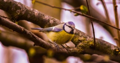 Bird Nature Tit Blue Tit Wild  - fleglsebastian7 / Pixabay
