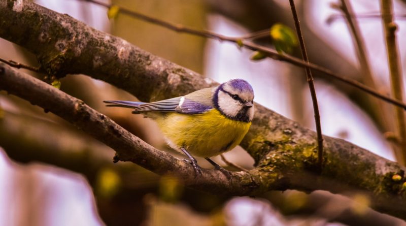 Bird Nature Tit Blue Tit Wild  - fleglsebastian7 / Pixabay