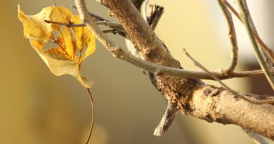 Fall Tree Leaf Autumn Leaves  - softhunterdevil / Pixabay