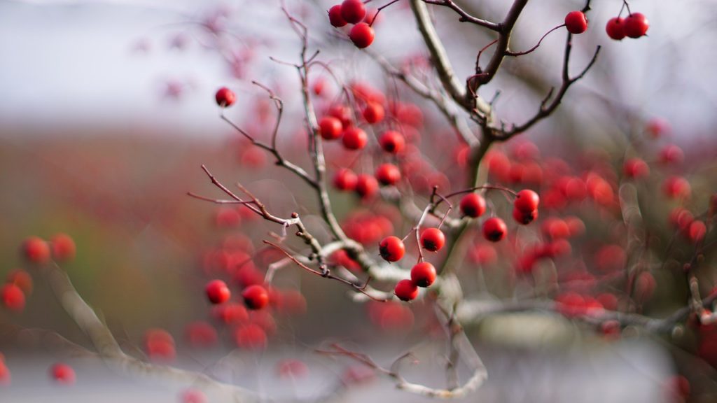 Fruit Red Branches Bokeh Flora - DesignOil / Pixabay