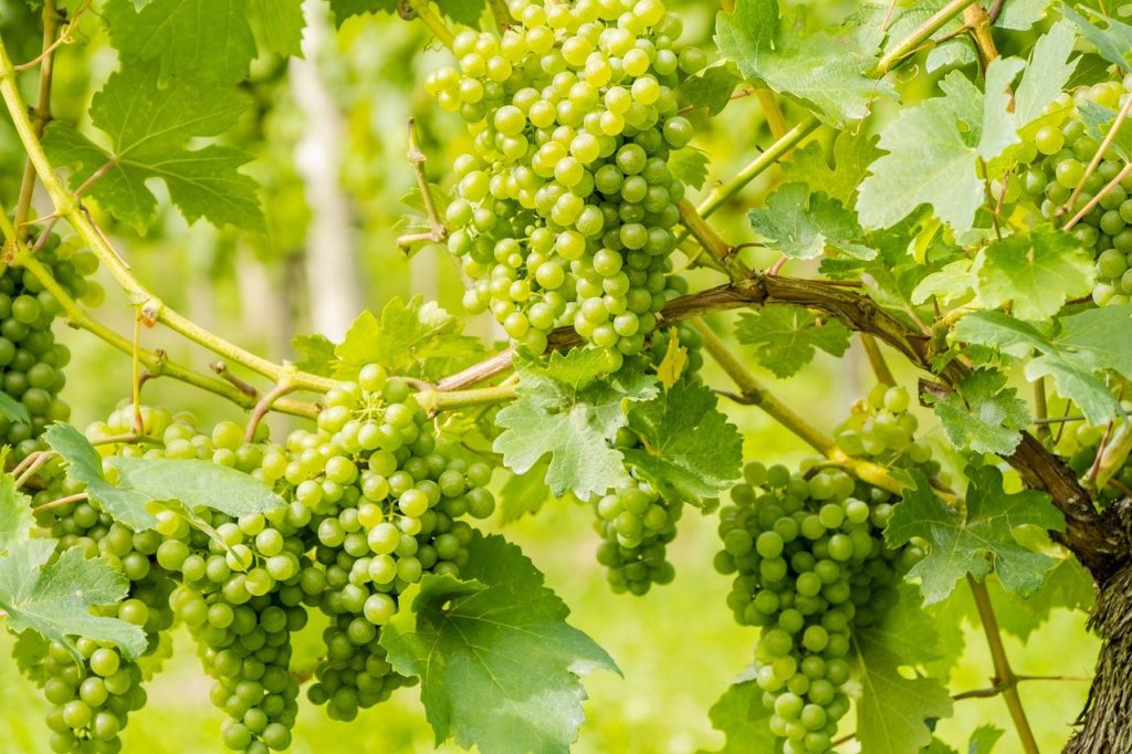Grapes Fruits Vines Grape Varieties - NickyPe / Pixabay