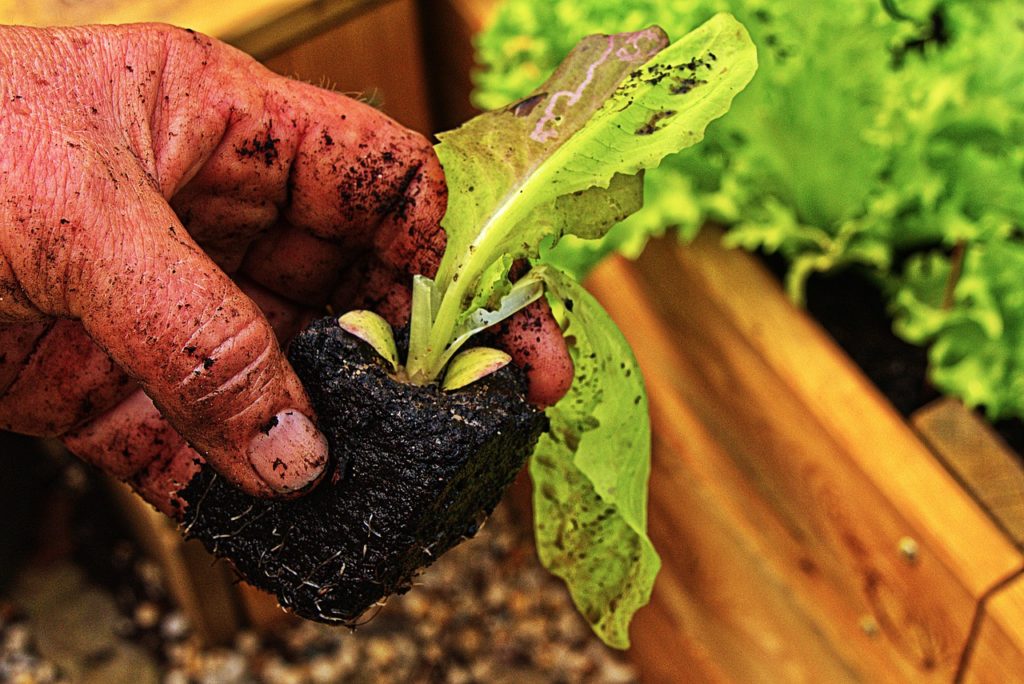 Hands Salad Gardening Plant - anaterate / Pixabay