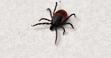 Ixodes Ricinus Tick Shield Tick  - Nature-Pix / Pixabay