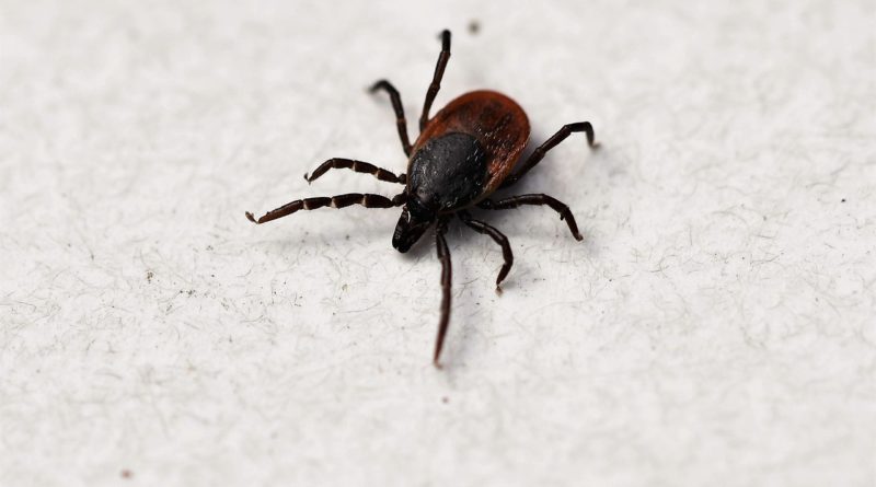 Ixodes Ricinus Tick Shield Tick  - Nature-Pix / Pixabay