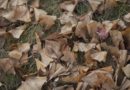 Leaves Foliage Grass Ground Fall  - daxiaob / Pixabay