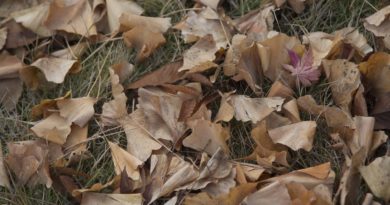Leaves Foliage Grass Ground Fall  - daxiaob / Pixabay