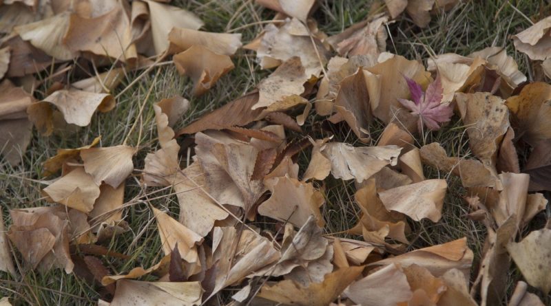 Leaves Foliage Grass Ground Fall  - daxiaob / Pixabay