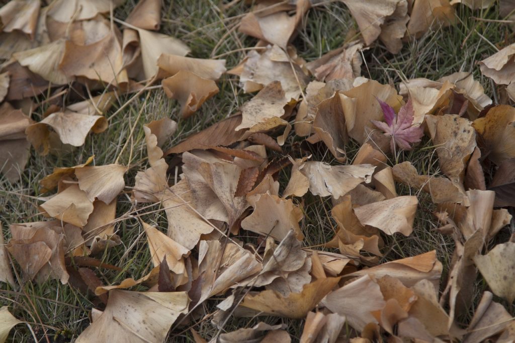 Leaves Foliage Grass Ground Fall - daxiaob / Pixabay