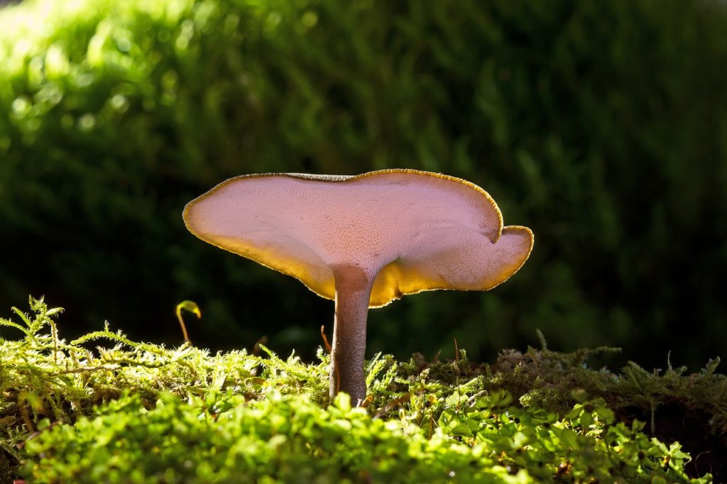 Mushroom Small Mushroom Reishi Moss - adege / Pixabay