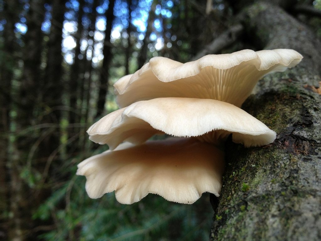 Mushrooms Mushroom Tree Trunk - evita-ochel / Pixabay