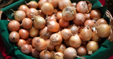 Onions Harvest Basket Food Fresh  - matthiasboeckel / Pixabay