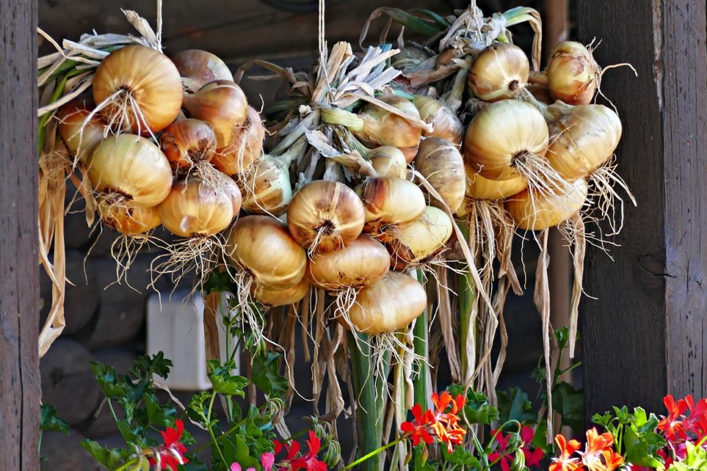 Onions Tubers Vegetables Nutrition - gamagapix / Pixabay