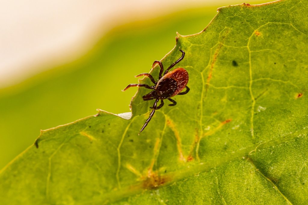Tick Insect Parasitic Arachnid - Erik_Karits / Pixabay