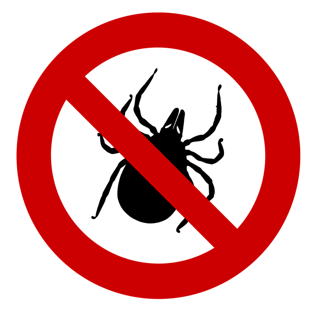 Tick Tick Plage Sting Insect Plage - Elionas / Pixabay