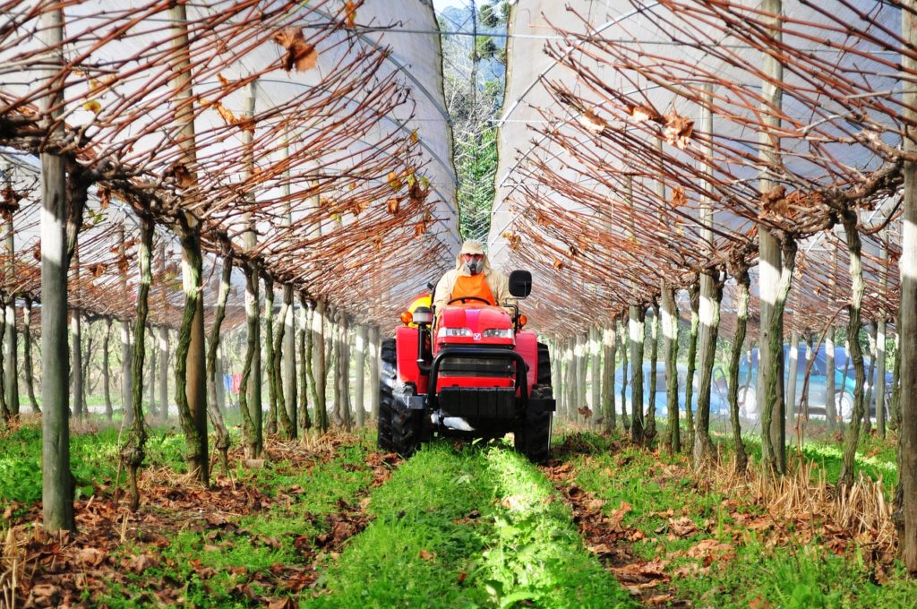 Tractor Uva Greenhouse Vine - charlesricardo / Pixabay
