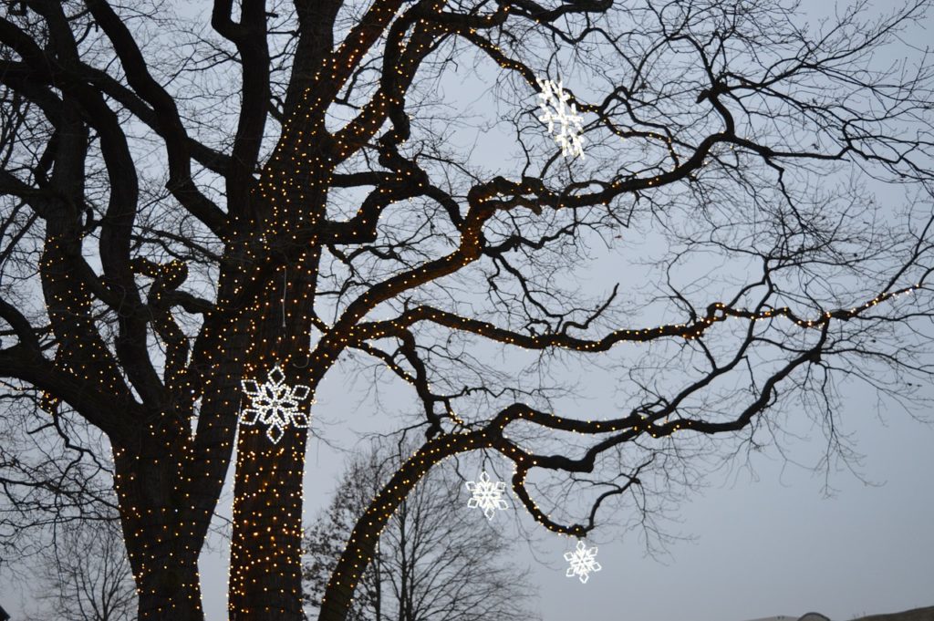 Tree Winter Nature Landscape White - LMpolepy / Pixabay