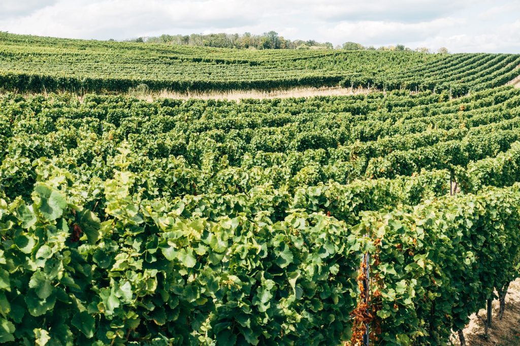 Vines Vineyard Agriculture Field - viarami / Pixabay