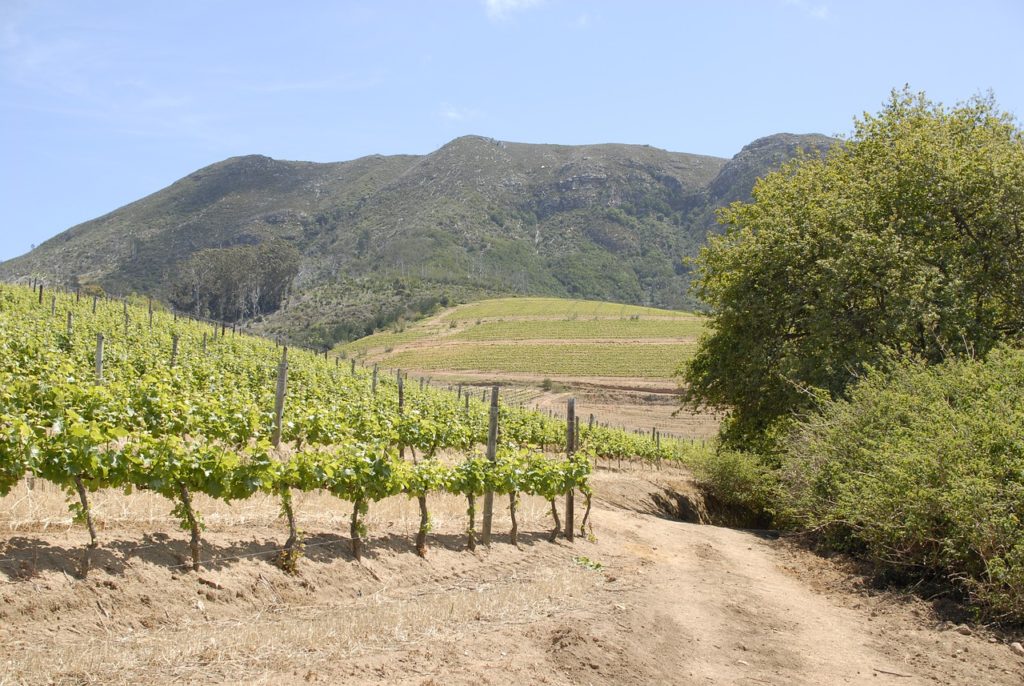 Vineyard Field Grapes Wine Vines - guesthouse / Pixabay