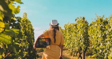 Vineyard Girl Harvesting Back  - ArpadCzapp / Pixabay