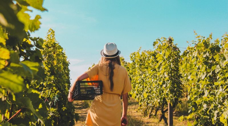 Vineyard Girl Harvesting Back  - ArpadCzapp / Pixabay