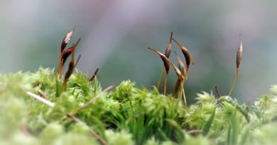 Moss Tortula Muralis Seed Flower  - Camera-man / Pixabay