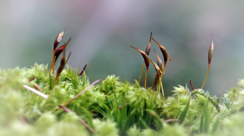 Moss Tortula Muralis Seed Flower  - Camera-man / Pixabay