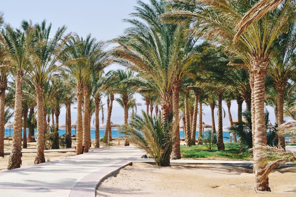 Palm Resort Beach Egypt Sea - Elena_camerawoman / Pixabay