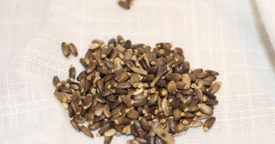 milk thistle, seed, white background