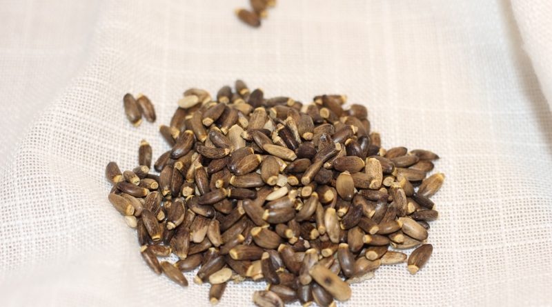 milk thistle, seed, white background