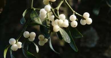 mistletoe berries, mistletoe, green