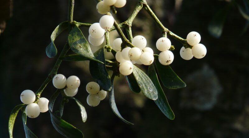 mistletoe berries, mistletoe, green