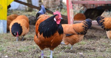 chickens, hens, rooster