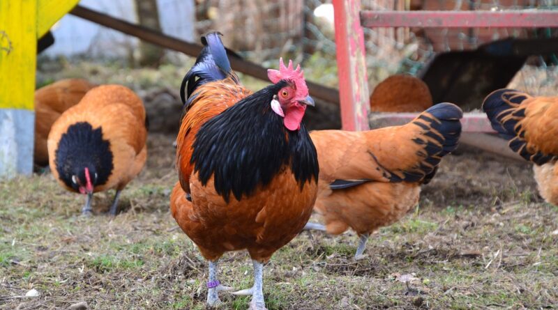 chickens, hens, rooster