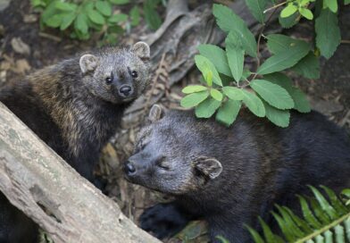 Jak se zbavit kuny rychle a s garancí? Odborné řešení proti kunám!